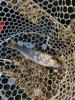 ニジマスの釣果