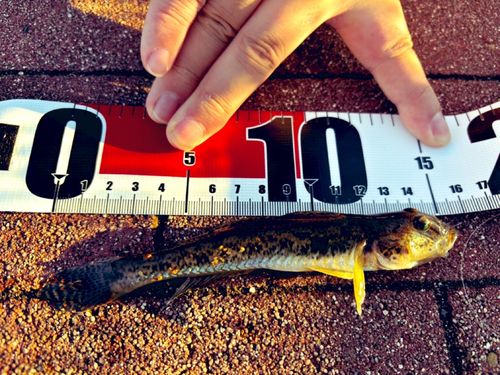 豊洲ぐるり公園