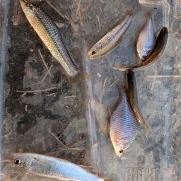 タイリクバラタナゴ