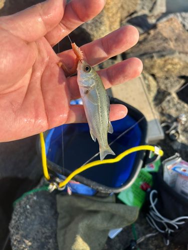 セイゴ（タイリクスズキ）の釣果