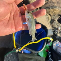 セイゴ（タイリクスズキ）