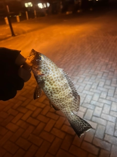 コウイカの釣果