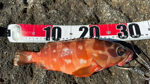 アカハタの釣果