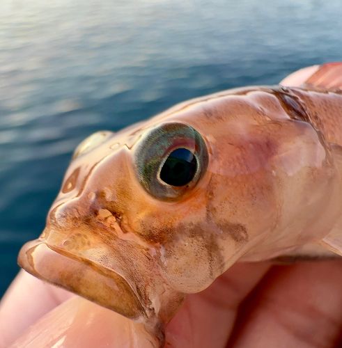 リュウグウハゼの釣果
