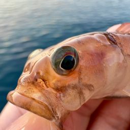 リュウグウハゼ