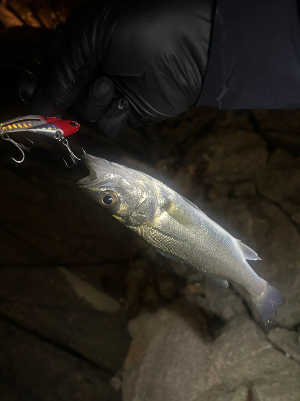 SHIMANO 23ディアルーナ B86MLの最安値・インプレ・釣果 | 本音の