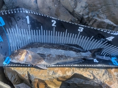 アイナメの釣果