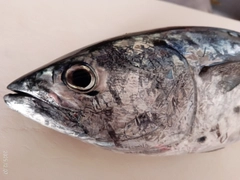 スマカツオの釣果