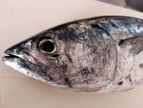 スマカツオの釣果