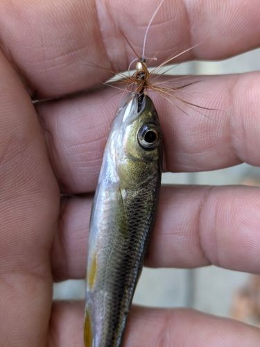 カワムツの釣果