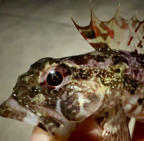 アサヒアナハゼの釣果