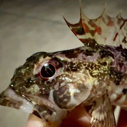 アサヒアナハゼ