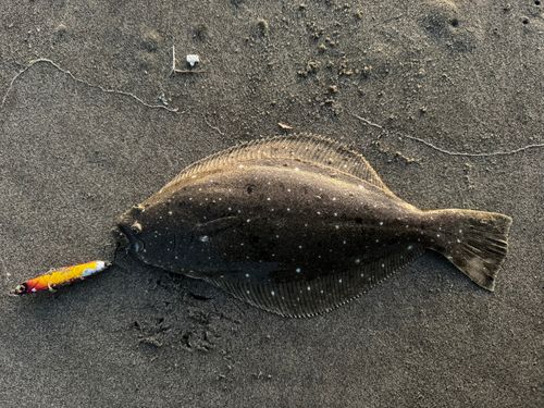 ヒラメの釣果