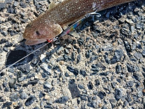 周防大島（屋代島）