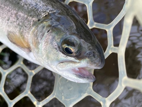 レインボートラウトの釣果