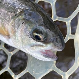 レインボートラウト