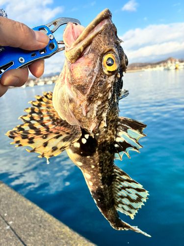ギスカジカの釣果