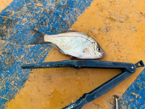 ウミタナゴの釣果