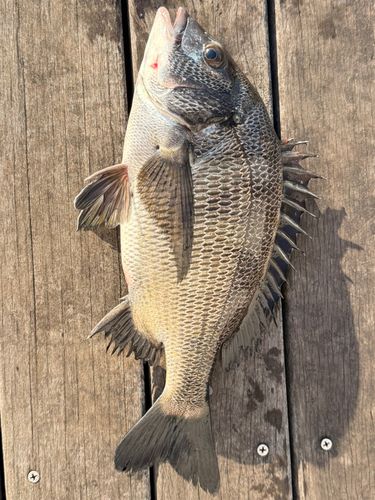 クロダイの釣果