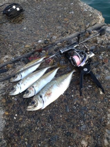 アジの釣果