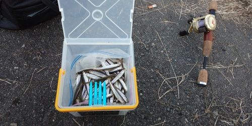 ワカサギの釣果