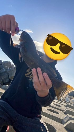 アイナメの釣果