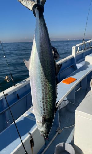 サワラの釣果