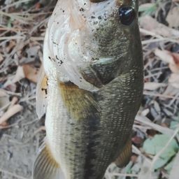 ラージマウスバス