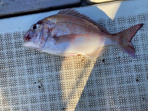 チャリコの釣果