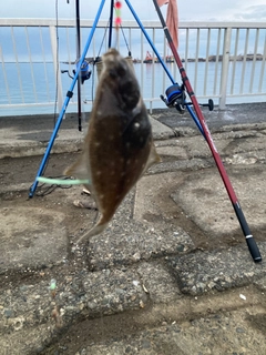 イシガレイの釣果