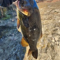 スモールマウスバス