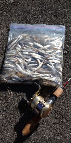 ワカサギの釣果