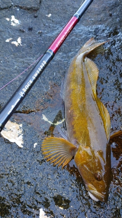 アイナメの釣果