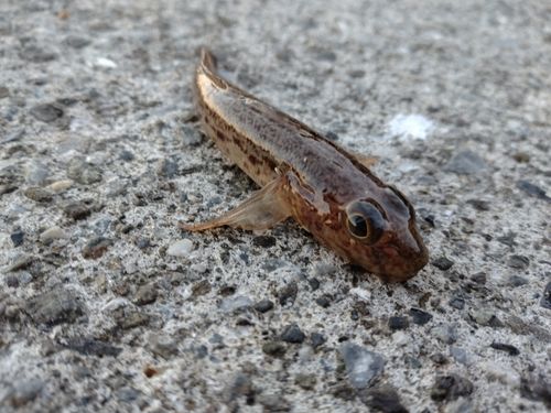 サビハゼの釣果