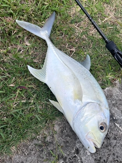 ガーラの釣果