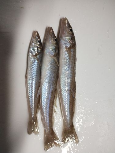 シロギスの釣果