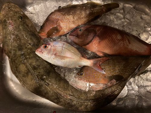コブダイの釣果