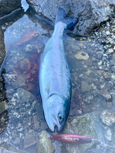 ニジマスの釣果