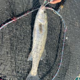 フッコ（マルスズキ）