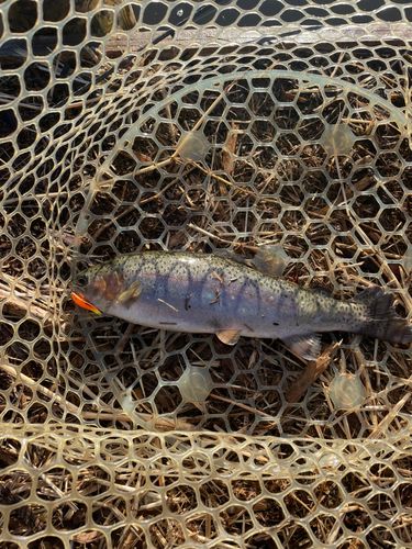 ニジマスの釣果
