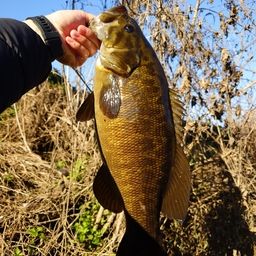 スモールマウスバス