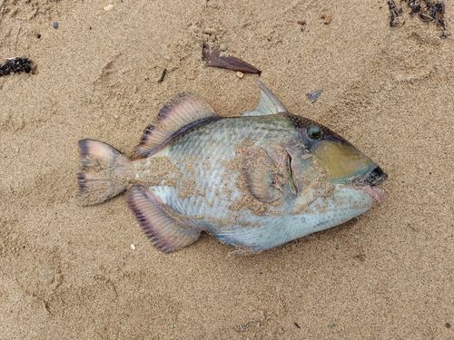 ゴマモンガラの釣果