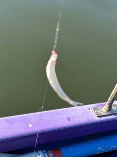 ワカサギの釣果