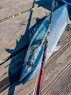 サワラの釣果
