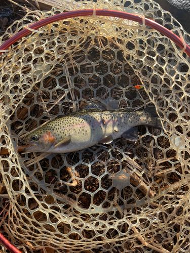 ニジマスの釣果