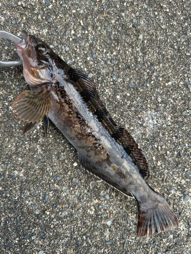 アイナメの釣果