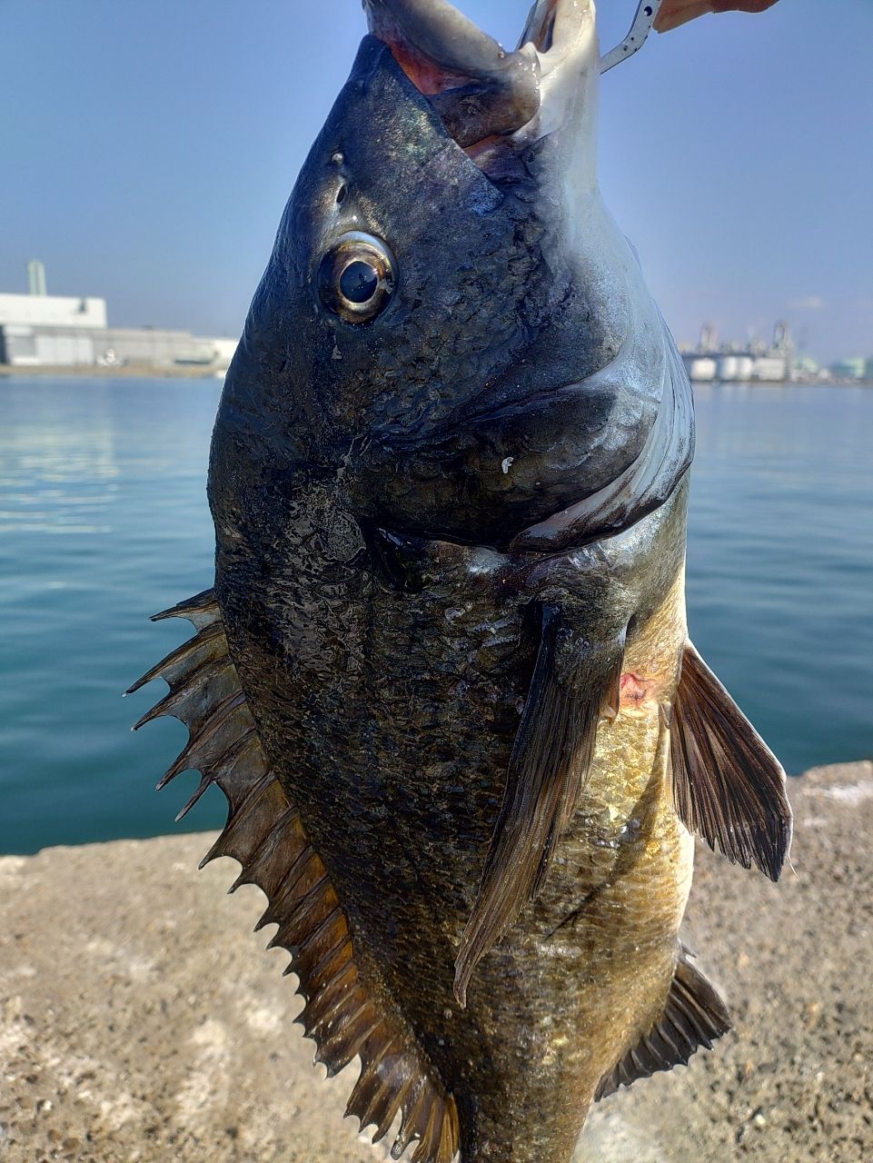 やっさん69さんの釣果 2枚目の画像