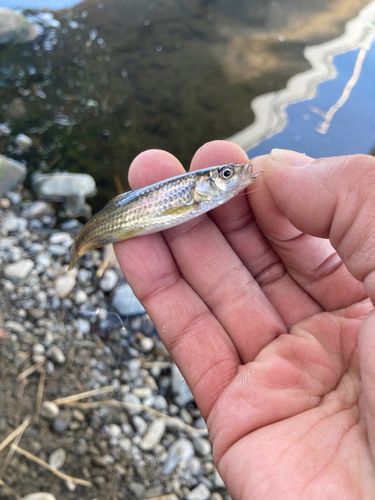 タモロコの釣果