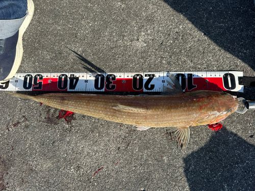 さかな牧場シーロード八幡浜