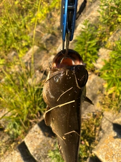ナマズの釣果